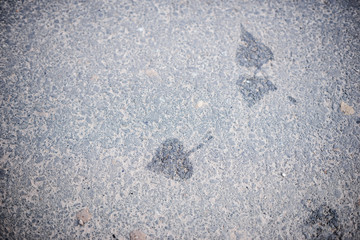 The Imprint leaf on cement floor background
