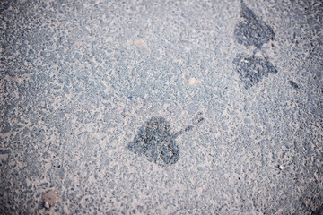 The Imprint leaf on cement floor background
