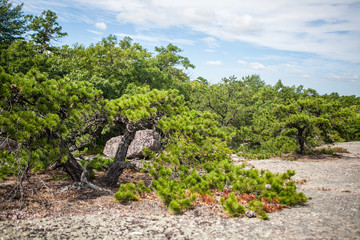 Fototapeta na wymiar Dwarf Pines on New England nature hike with cairn marking