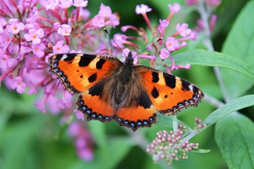 Fototapeta na wymiar Butterfly in the garden in the summer