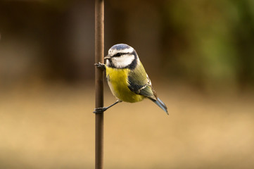 Fototapeta premium Blaumeise