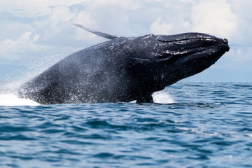 Fototapeta premium Humpback whale breaching