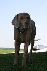 Weimaraner