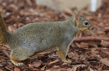niedliches Grauhörnchen