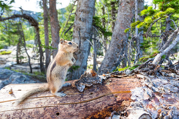 Rodent on dry tree in green forest.