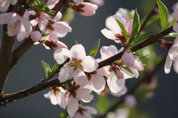 Fototapeta na wymiar Cherry flowers on branch tree at the springtime in sunny day