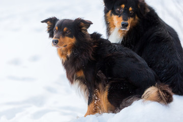 portrait of two dogs in the snow
