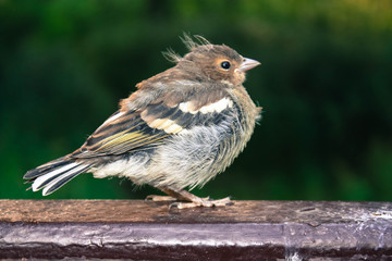 Travel, Russia, river, lake . sea, ocean, beach , coast, church, animals, cat, parrot, moose, cow, elephant, sky, mountain, plane,. nature