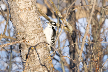 Downy Woodpecker