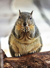 niedliches Grauhörnchen