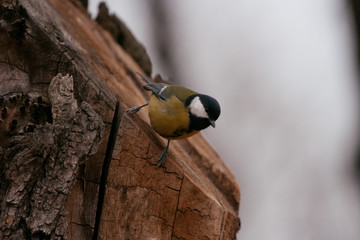 titmouse sitting on a stump