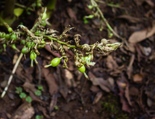 Cardamom plant