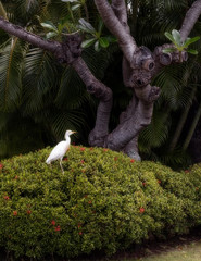 Resting Egret Oahu Hawaii  