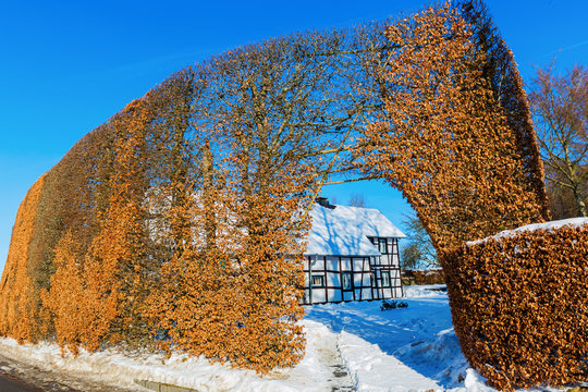 farm house with high hedge in the Eifel