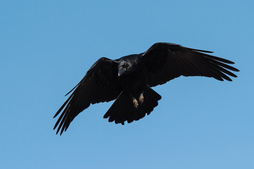 Carrion Crow, Crow, Corvus Corone