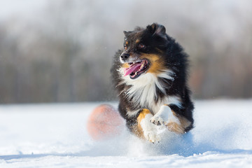 dog runs in the snow