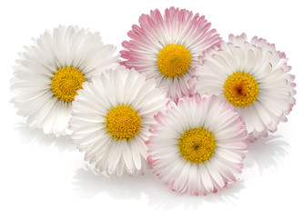 Beautiful daisy flowers isolated on white background cutout