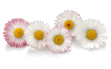 Papier Peint photo Marguerites Beautiful daisy flowers isolated on white background cutout
