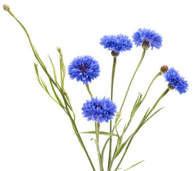 Naklejka premium Blue Cornflower Herb or bachelor button flower bouquet isolated