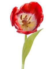 Naklejka premium red tulip flower head isolated on white background