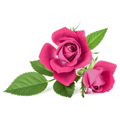 pink  rose flower bouquet isolated on white background cutout