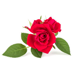 Fototapeta premium red rose flower bouquet isolated on white background cutout