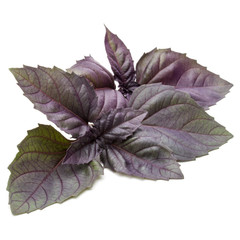 Close up studio shot of fresh red basil herb leaves isolated on