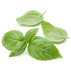 Close up studio shot of fresh green basil herb leaves isolated o