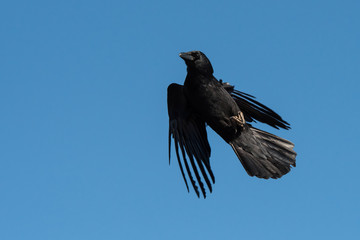 Carrion Crow, Crow, Corvus Corone