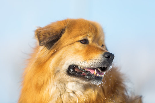 portrait of a cute Elo dog