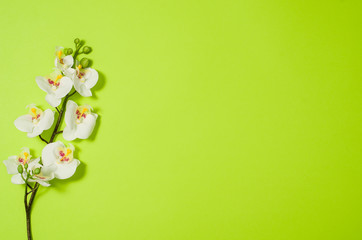 Flat lay photo of a creative freelancer woman workspace desk with copy space background. Image taken from above, top view. Minimal style with colorful paper backdrop and flowers