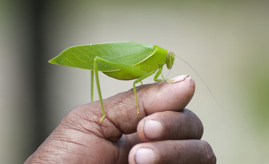 Indonesian Grasshopper. A green grasshopper sits on the hand of a man in the village of Saporkren in the Raja Ampat area of eastern Indonesia.