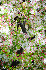 Pink and White Blossoms on Cherry Tree in Springtime