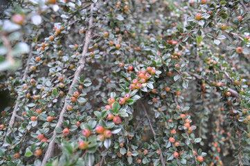 wild berries in Cordoba, Argentina