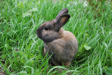 Brown rabbit sitting in the grass