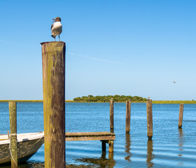 Seagull bird on dock post along the water in Florida