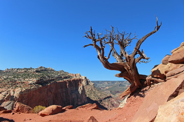 A lone, naked tree clings to the edge of a cliff in the desert southwest.