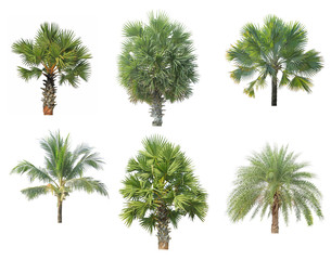 Haut de palmier isolé sur fond blanc