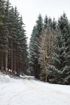 Winter view to the hills and forest trees covered with snow in Kapfenberg in Austria.