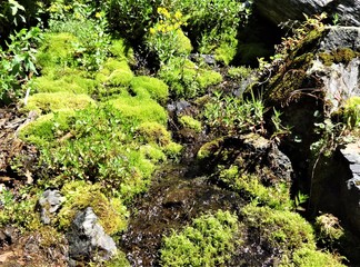 A small stream makes plants grow on a mountain