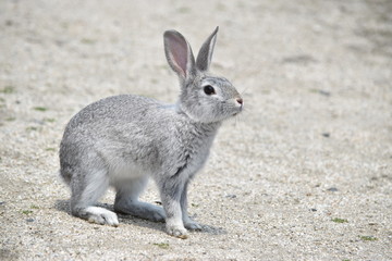 はいいろうさぎ