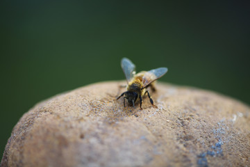  Honeybee on Rock