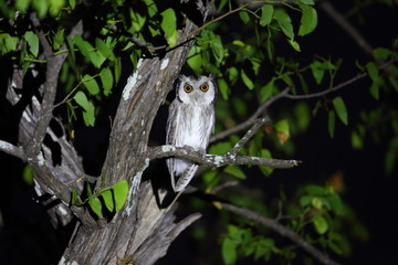 Southern white-faced owl (Ptilopsis granti) in Zambia
