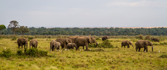 Fototapeta na wymiar Safari Elephant Family