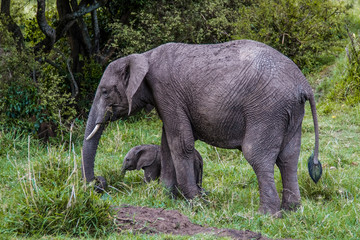 Safari Elephant