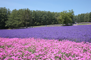 夏の花畑