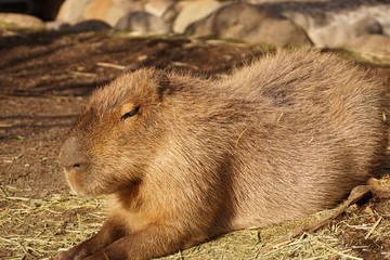 カピバラ