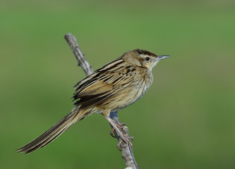 Striated Grassbird (Megalurus palustris) beautiful brown bird wi