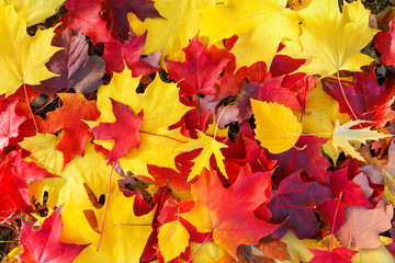 Autumn leaves on grass