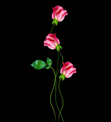 flower buds of roses isolated on black background